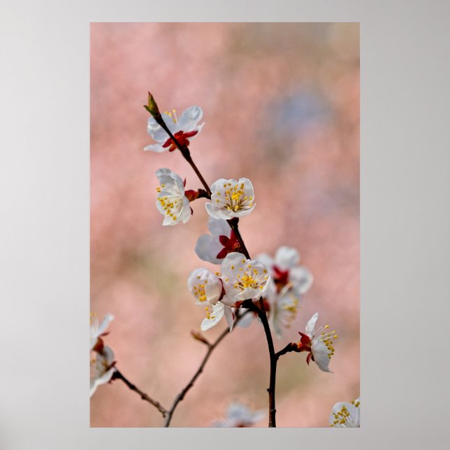 Tolle japanische Apricot-Blume Poster (Vorne)
