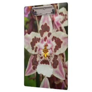 Tolle mehrfarbige Phalaenopsis-Orchidee Klemmbrett