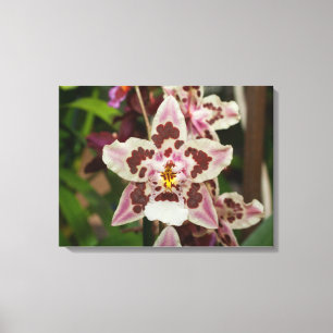 Tolle mehrfarbige Phalaenopsis-Orchidee Leinwanddruck