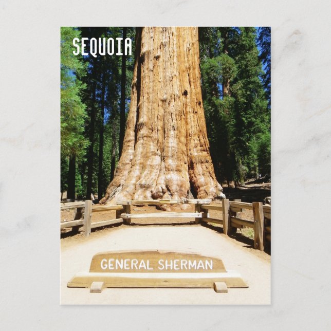 Tolle Sequoia Postcard! Postkarte (Vorderseite)