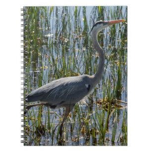 Tollpatschiger Blau Reiher Watt Foto Notizblock