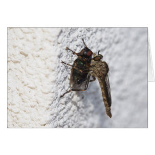 Tolmerus atricapillus