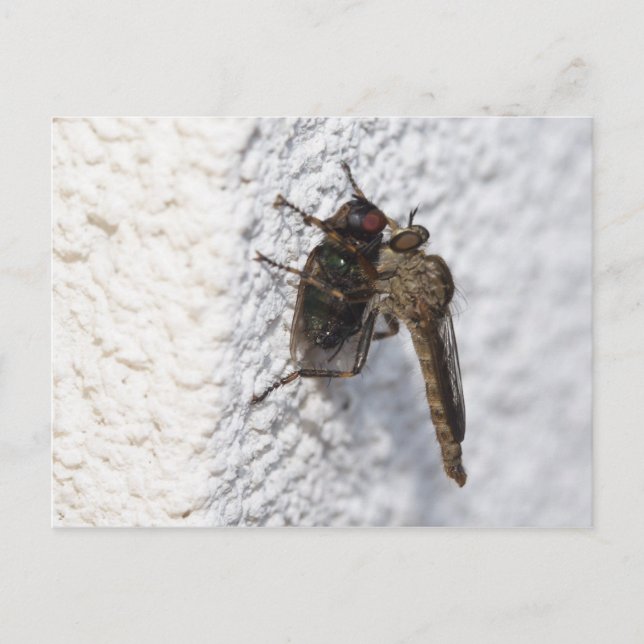 Tolmerus atricapillus postkarte (Vorderseite)