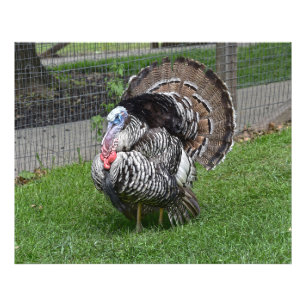 Tom Türkei Fotodruck