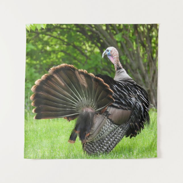 Tom Turkey Feather Display Wandteppich (Vorderseite)
