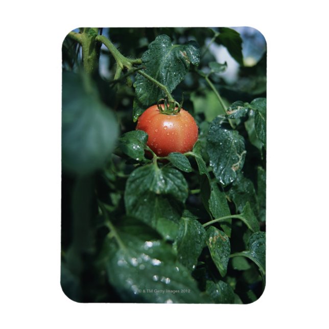 Tomate Magnet (Vertikal)