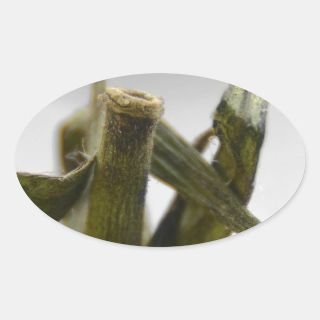 Tomate Ovaler Aufkleber (Vorderseite)