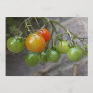 Tomate-Pflanzen-Einladung Einladung