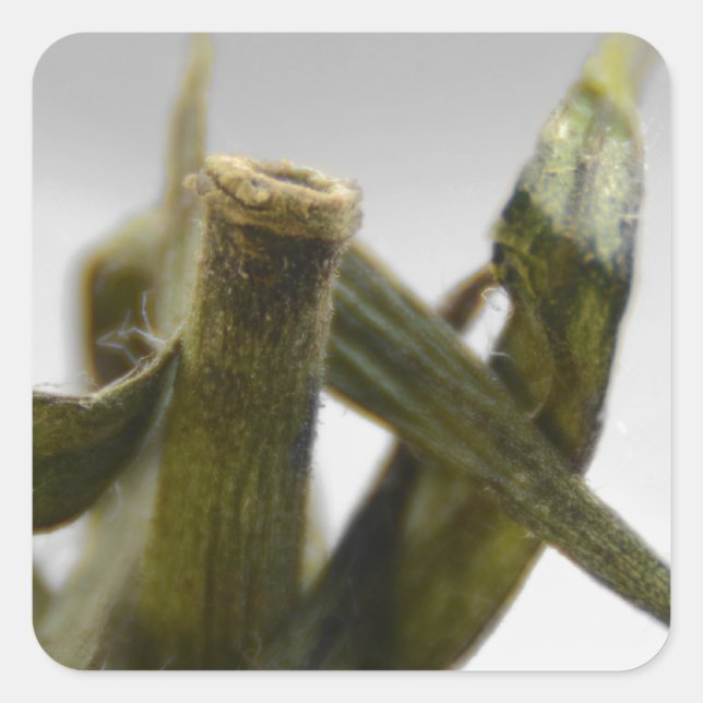 Tomate Quadratischer Aufkleber (Vorderseite)