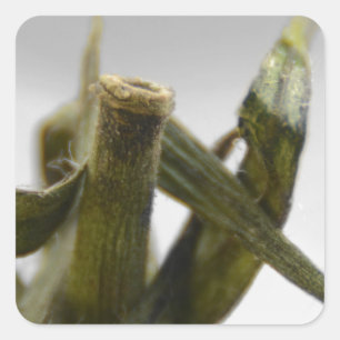 Tomate Quadratischer Aufkleber