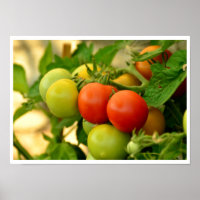 Tomaten aus grüner und roter Kirsche auf dem Weinb