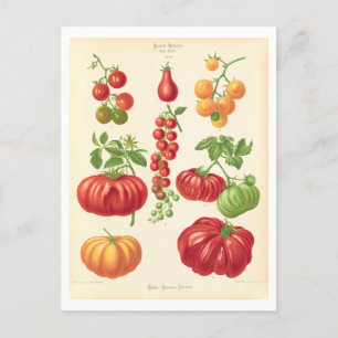 Tomaten-Botanische Illustration aus einem Saatkata Postkarte
