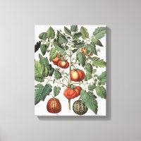Tomaten/Melonen: 1.Poma amoris fructu luteo; 2