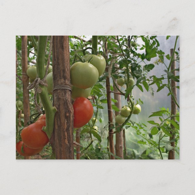Tomaten Postkarte (Vorderseite)