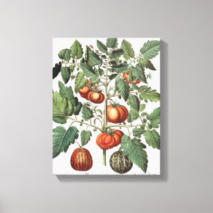 Tomaten und Melonen: amoris 1.Poma fructu luteo; 2 Leinwanddruck