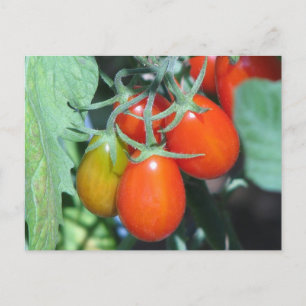 Tomaten wachsen postkarte