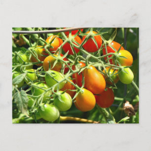 Tomaten wachsen postkarte