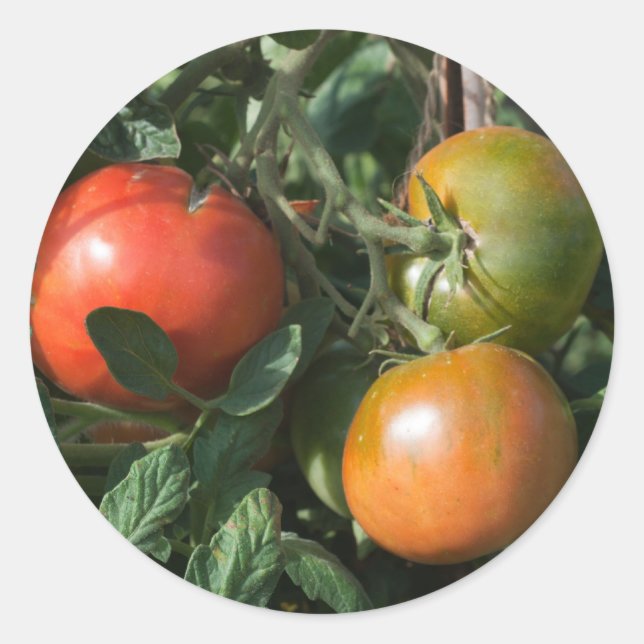 Tomatenkennzeichnung Runder Aufkleber (Vorderseite)