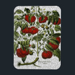 TomatenPflanze Magnet<br><div class="desc">Küche & Bad</div>