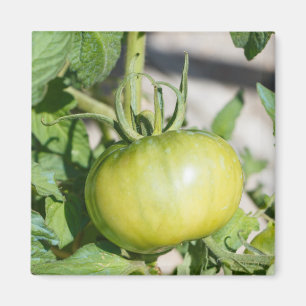 Tomatenreifung in einem Obstgarten Magnet