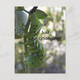 Tomatenwurm/Raupe Postkarte
