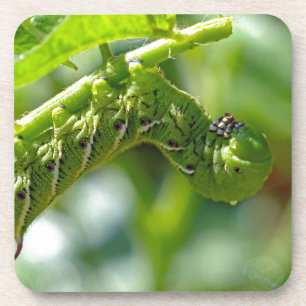 Tomatenwurm Untersetzer