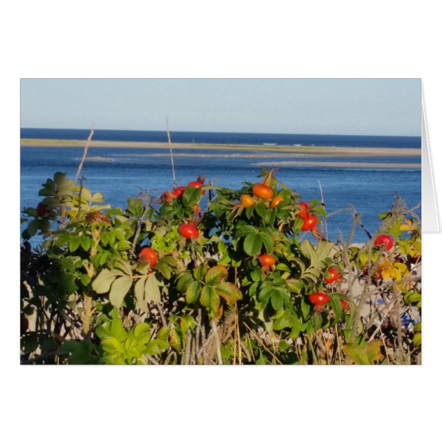 Tomates sur la mer (Devant horizontal)