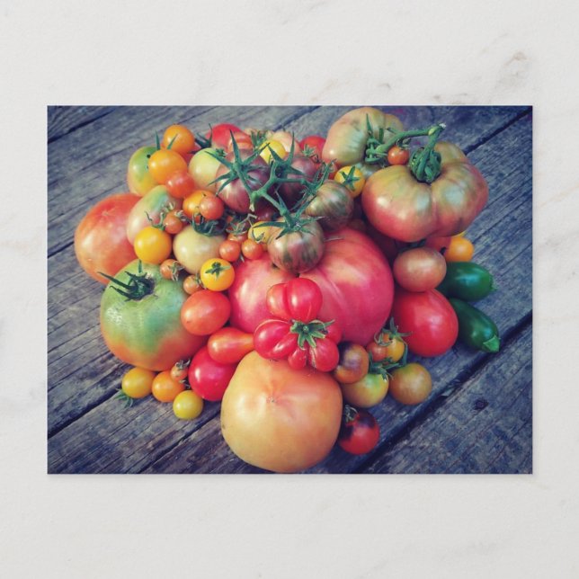 Tomato Harvest Postkarte (Vorderseite)