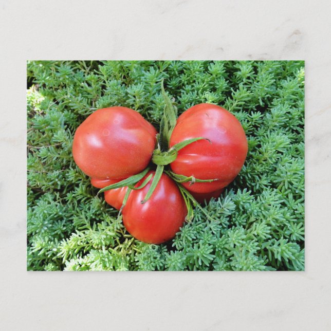 Tomato Heart Postcard Postkarte (Vorderseite)