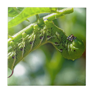 Tomato Hornworm Fliese