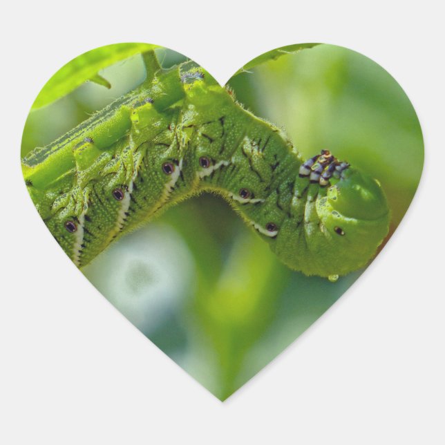 Tomato Hornworm Herz-Aufkleber (Vorderseite)