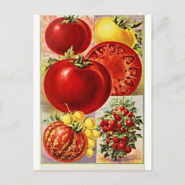 Tomato Obst Gemüse Botanische Vintage Postkarte (Vorderseite)