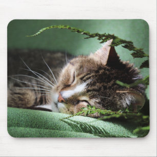 Tomcat, Katze, Hauskatze Mousepad