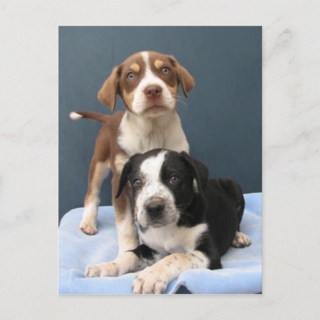 Tommy & Toby Postkarte (Vorderseite)