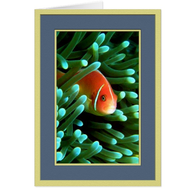 Toms Pieptine (Vorne)