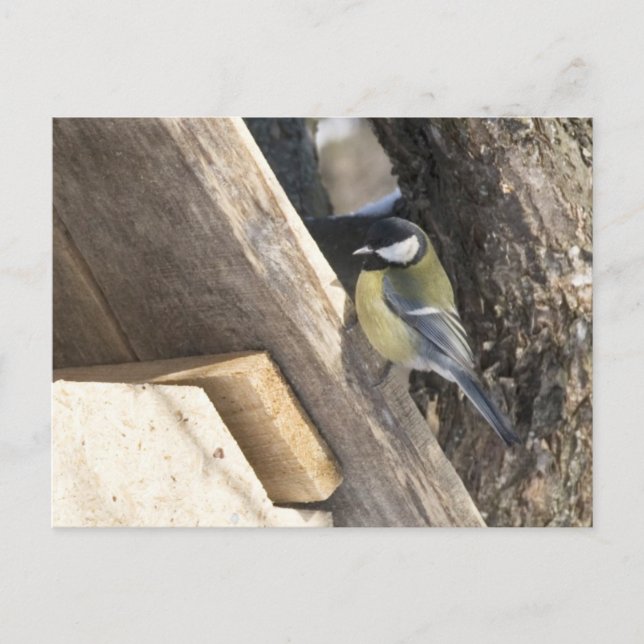 tomtit_1 postkarte (Vorderseite)