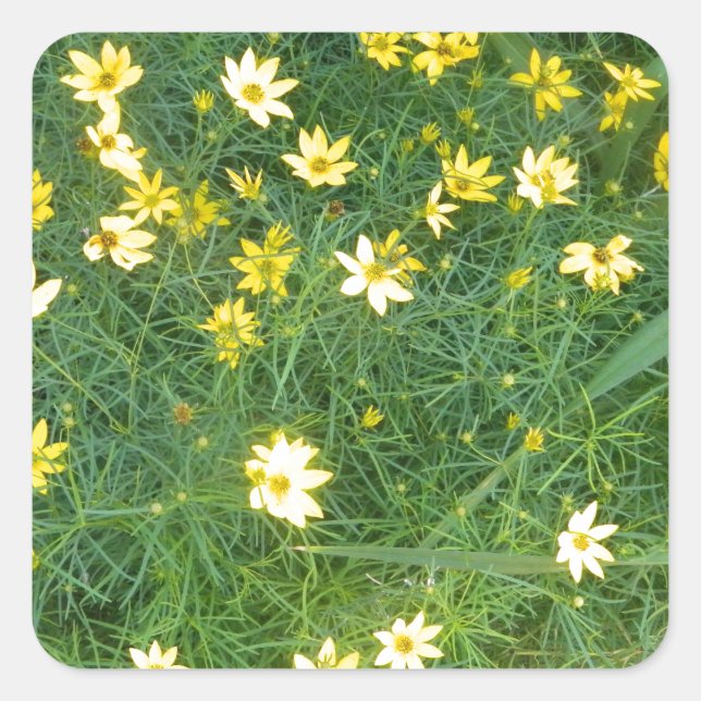 Töne gelbe Blumen mit viel Grün Quadratischer Aufkleber (Vorderseite)