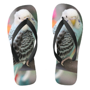 Tongs Budgie