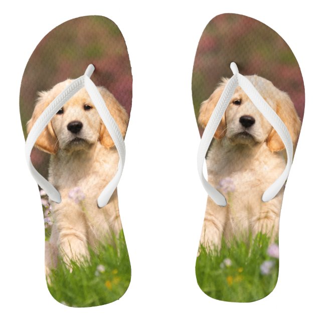 Tongs Chiot de golden retriever un Goldie mignon (Semelle)