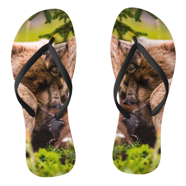 Tongs Ours brun allaitant ses deux oursons, Parc nationa (Semelle)