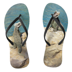 Tongs Paire d'iguanes Photographie de faune tropicale