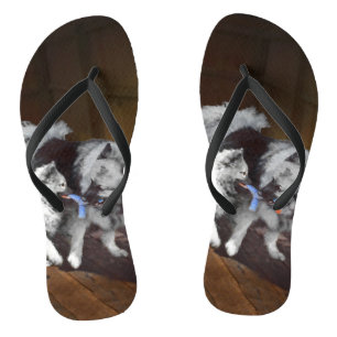 Tongs Peinture Keeshond Playtime - Jolie art original ch
