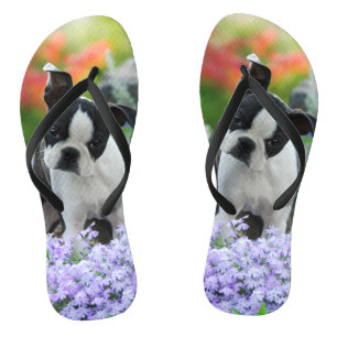 Tongs Photo mignonne d'animal familier de portrait de