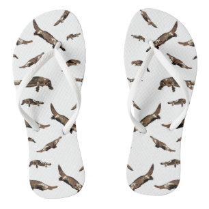 Tongs Platypus (Ornithorhynchus anatinus)