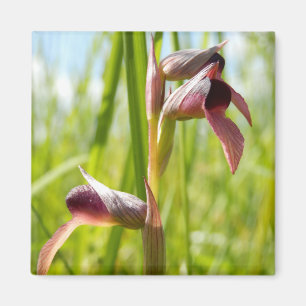 Tongue Orchid Magnet