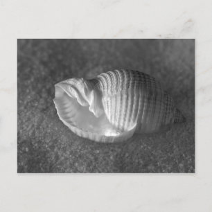 Tonna Tesselata Postkarte