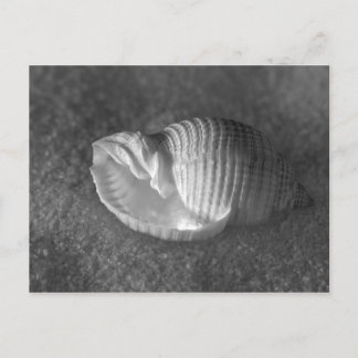 Tonna Tesselata Postkarte