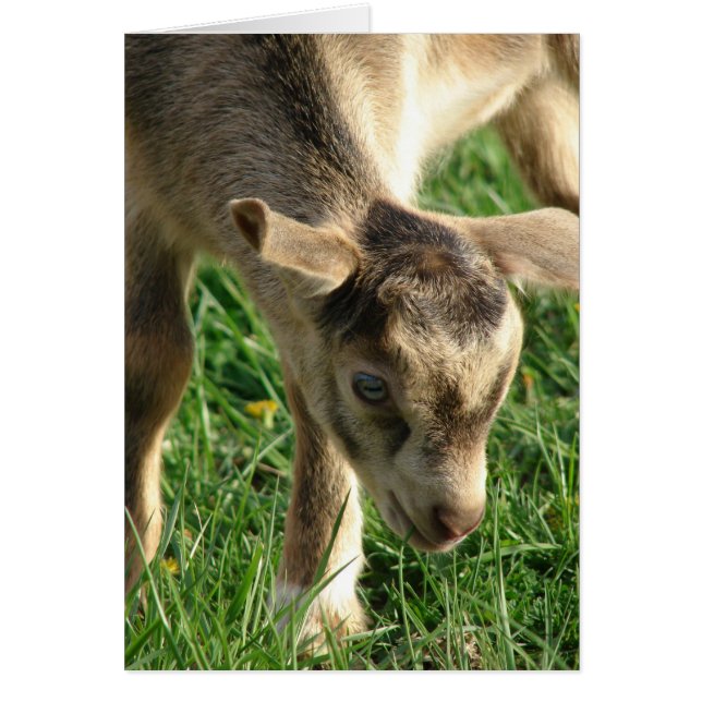 Tonneau gosse de chèvre Pâques (Devant)
