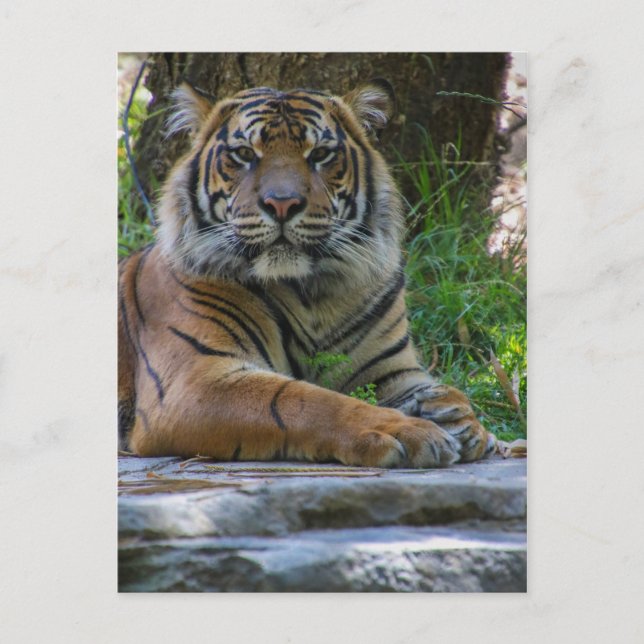 Tony Postkarte (Vorderseite)