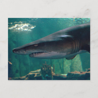 Toofy Li'l Grin Postkarte